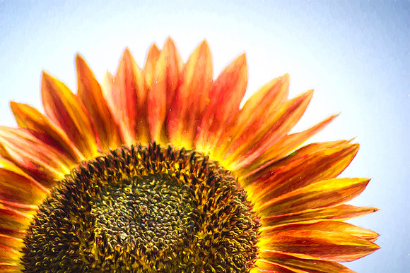 Rising Sunflower