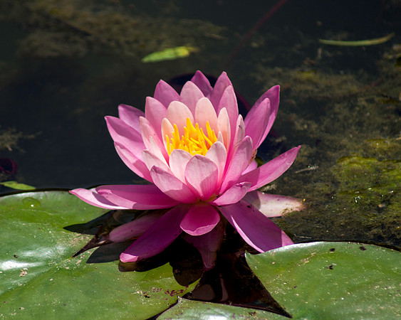 Lotus 1