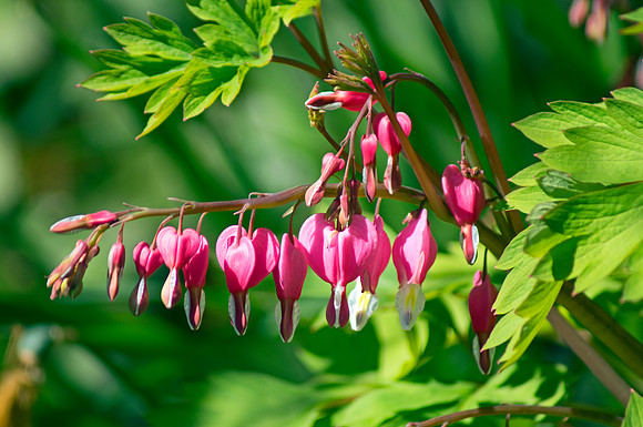 Bleeding Heart