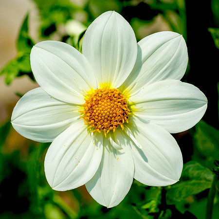Perfect Petals