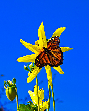 Sunny Side Up