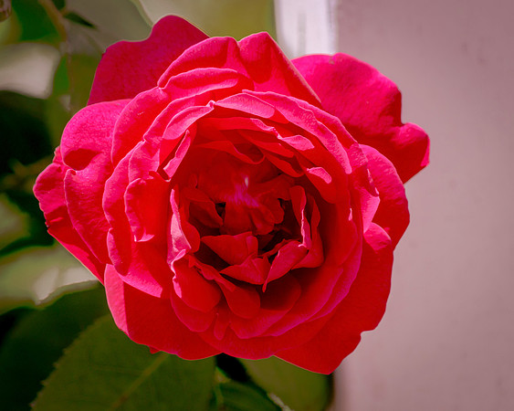 One Rose