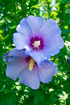 Shaded Hibiscus