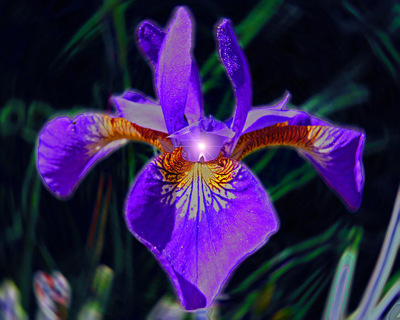 Flower Powed
