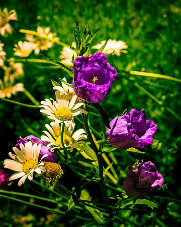 Summer Scents