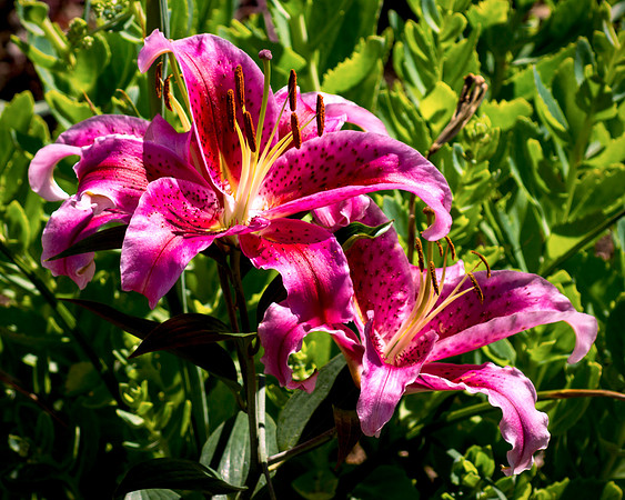 Summer Lilies
