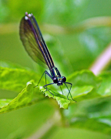 Garden Poser