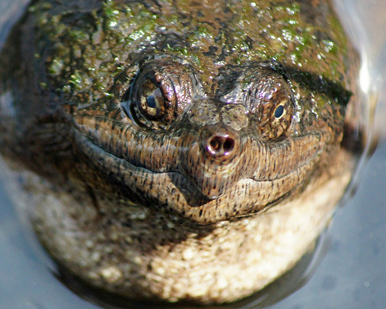 Trustom Pond Snapper