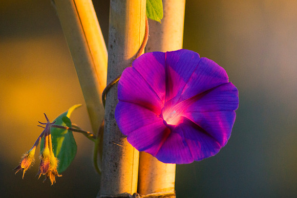 Early Bloomer