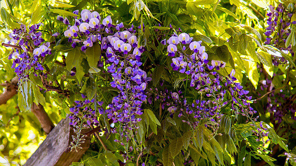 Abundant Beauty