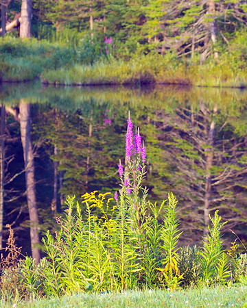 Mountain Flowers