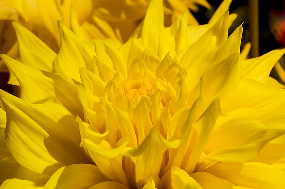 Yellow It is