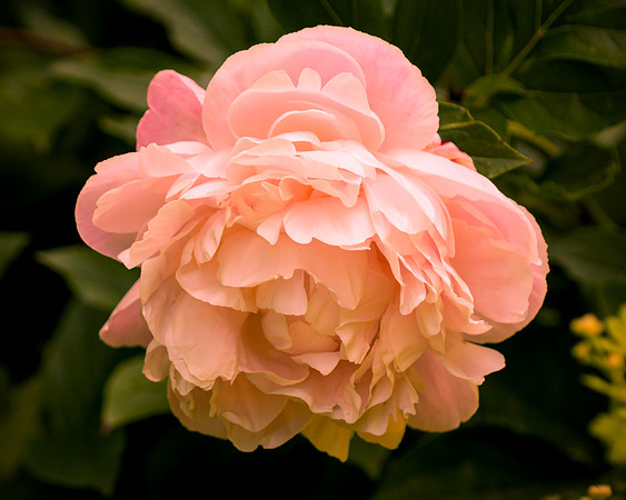 Peony In Pink