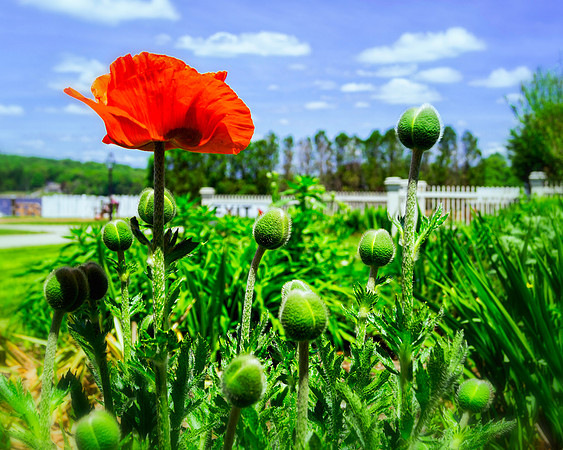 Spring Poppies