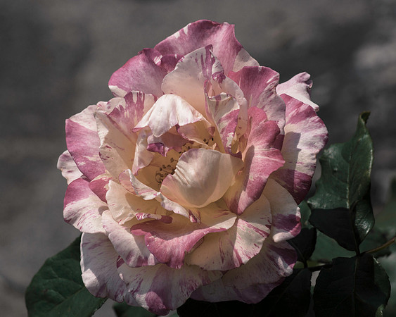 Subtle Rose