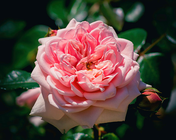 Garden Beauty