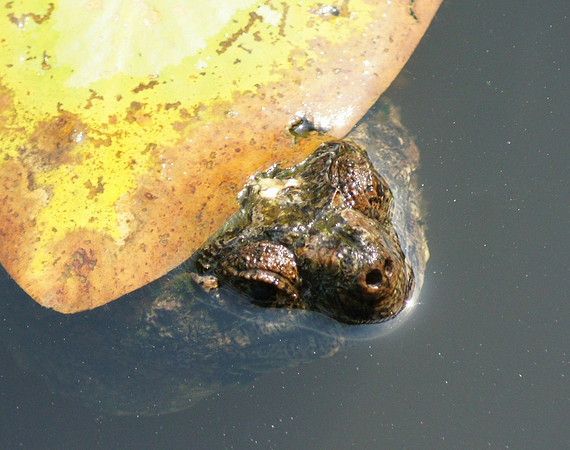 Shy Turtle