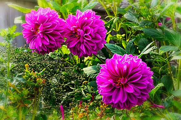 Dahlia Daze