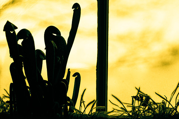 Carnivorous Window Garden