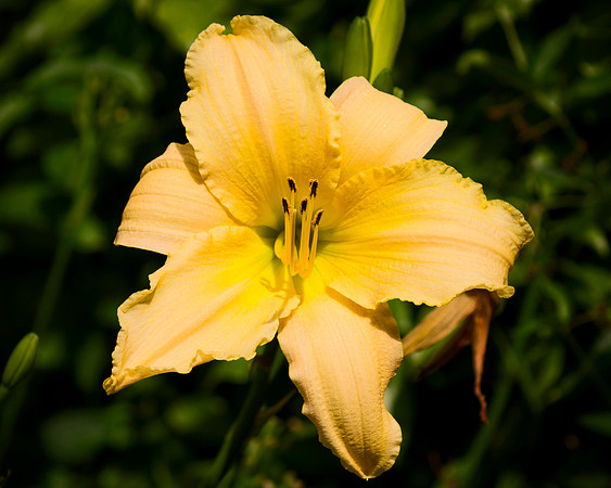 Lily For A Day