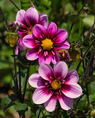 Dahlia Trio