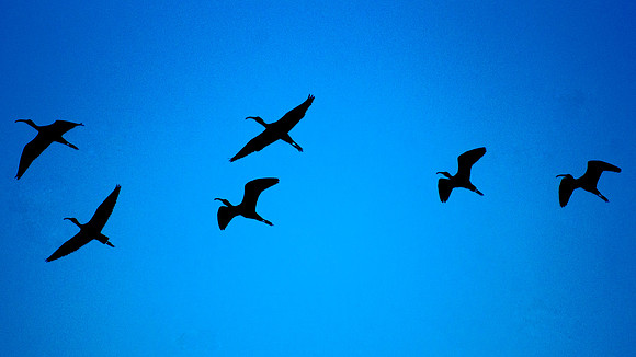 Flight Of The Ibis