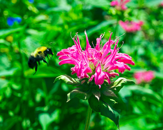 Bee's Balm