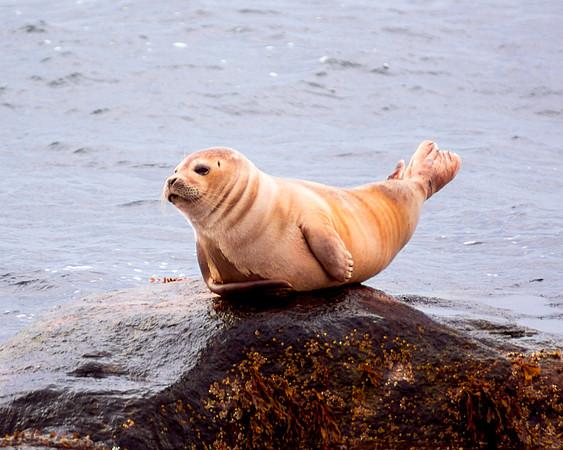 Seal Rock