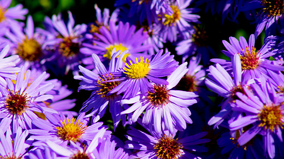 Autumn Flowers