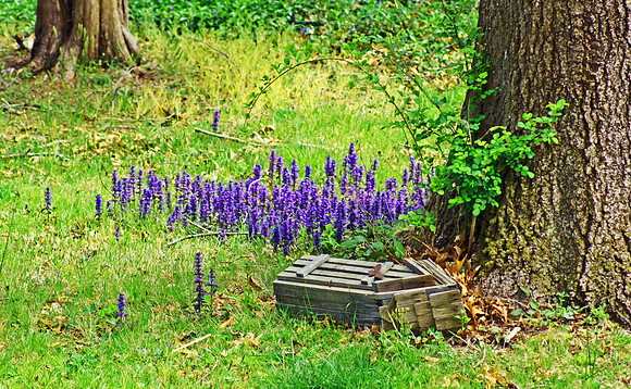 Spring Scene