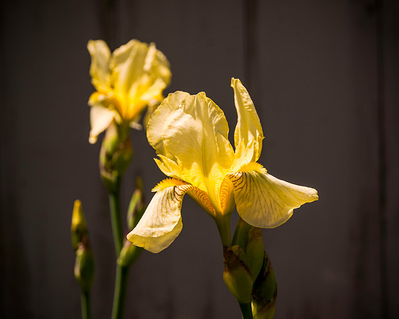 Sunlit Iris
