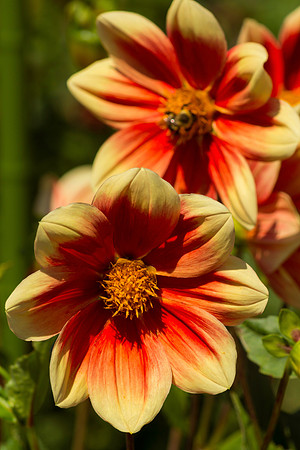 Dahlia Tandem