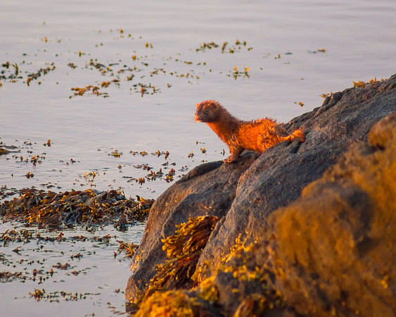 Marine Mink