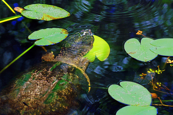 Pond King