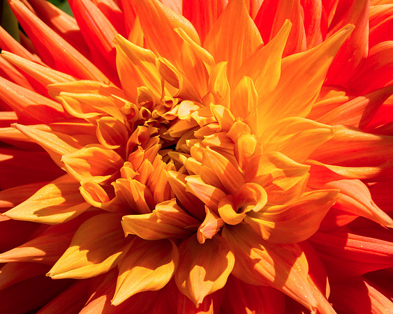 Dahlia Display