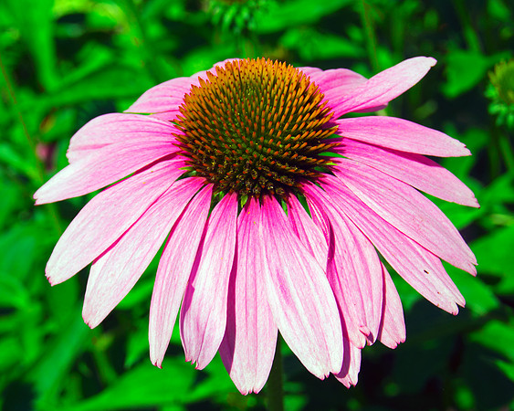 Cone Flower