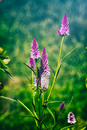 Summer Color