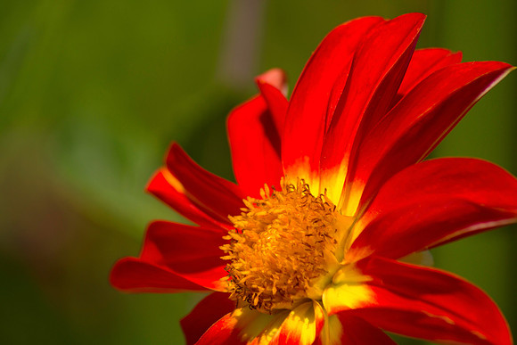 Angled To The Sun