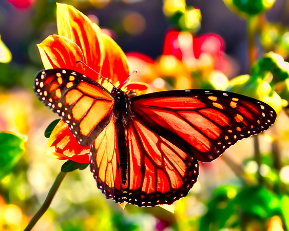 Bolder Butterfly