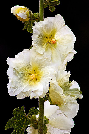 Fragile Flower