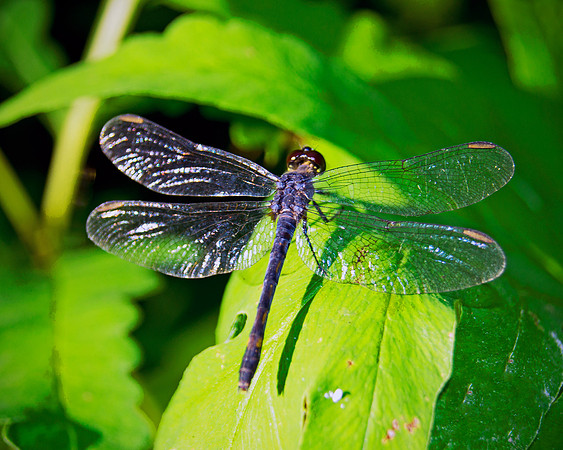 Lace Winged