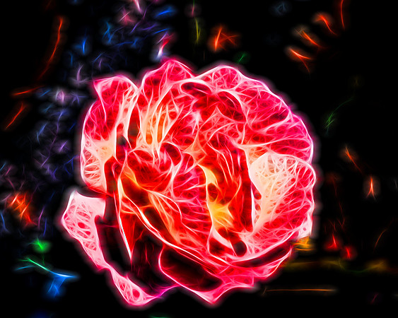 Rose Fibers