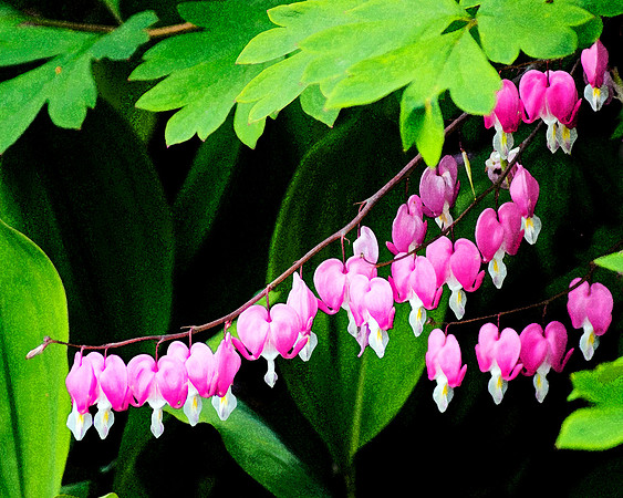 Bleeding Hearts