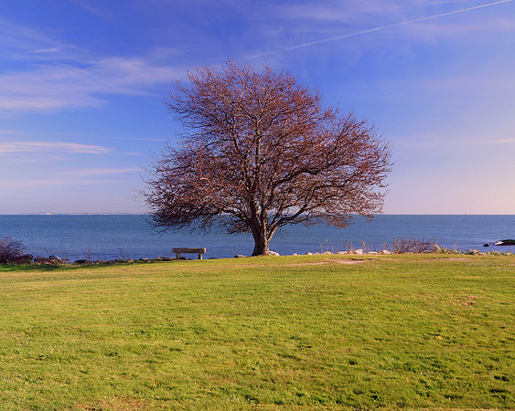 One Tree And A Seat For Two